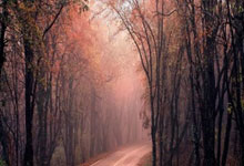 八戒体育：布朗24+5 塔图姆19+6+11 巴雷特22+8 绿军客胜猛龙迎6连胜.